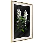 Artgeist Poster Affisch Lilacs at Night [Poster] 40x60 A3-DRBPRP1070l_zr_pp