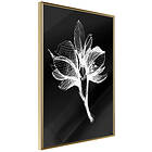 Artgeist Poster Affisch Night Flower [Poster] 20x30 A3-DRBPRP1048s_zr