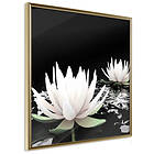 Artgeist Poster Affisch Lotus Flowers [Poster] 30x30 A3-DRBPRP0033l_zr