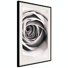 Artgeist Poster Affisch Rose Vortex [Poster] 40x60 A3-DRBPRP1089l_cr_pp