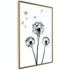 Artgeist Poster Affisch Flying Dandelions [Poster] 40x60 A3-DRBPRP0429l_zr