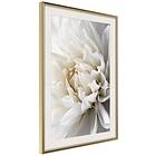 Artgeist Poster Affisch White Dahlia [Poster] 20x30 A3-DRBPRP1667s_zr_pp