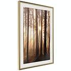 Artgeist Poster Affisch Forest Paths [Poster] 30x45 A3-DRBPRP1423m_zr_pp