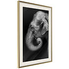 Artgeist Poster Affisch Portrait of Elephant [Poster] 40x60 A3-DRBPRP0508l_zr_pp
