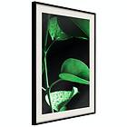 Artgeist Poster Affisch Plant in Black [Poster] 20x30 A3-DRBPRP1067s_cr_pp