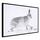 Artgeist Poster Affisch Rabbit 45x30 A3-DRBPRP0130m_cr