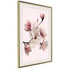 Artgeist Poster Affisch Delicate Magnolias [Poster] 30x45 A3-DRBPRP0682m_zr_pp