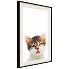 Artgeist Poster Affisch Vexed Cat [Poster] 20x30 A3-DRBPRP0416s_cr_pp
