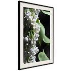 Artgeist Poster Affisch Lilacs Detail [Poster] 20x30 A3-DRBPRP1071s_cr_pp