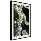 Artgeist Poster Affisch Lilacs Detail [Poster] 30x45 A3-DRBPRP1071m_cr_pp