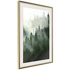 Artgeist Poster Affisch Coniferous Forest [Poster] 40x60 A3-DRBPRP0308l_zr_pp