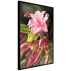 Artgeist Poster Affisch Natural Pink [Poster] 40x60 A3-DRBPRP1056l_cr