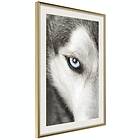 Artgeist Poster Affisch Dog's Look [Poster] 20x30 A3-DRBPRP0552s_zr_pp