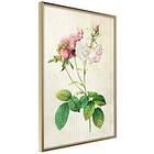 Artgeist Poster Affisch Floristic Chic [Poster] 20x30 A3-DRBPRP1166s_zr