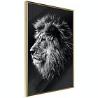 Artgeist Poster Affisch Blue-eyed Lion [Poster] 20x30 A3-DRBPRP0497s_zr