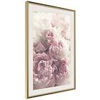 Artgeist Poster Affisch Delicate Peonies [Poster] 40x60 A3-DRBPRP1674l_zr_pp