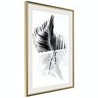 Artgeist Poster Affisch Black And White Palm [Poster] 40x60 A3-DRBPRP0613l_zr_pp