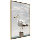 Artgeist Poster Affisch Seagull [Poster] 30x45 A3-DRBPRP0708m_zr
