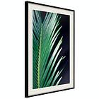 Artgeist Poster Affisch Sharp Leaves [Poster] 30x45 A3-DRBPRP1011m_cr_pp