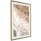 Artgeist Poster Affisch Amber Monstera [Poster] 30x45 A3-DRBPRP1087m_zr_pp