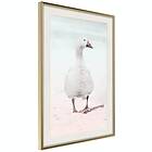 Artgeist Poster Affisch Winter Duck [Poster] 30x45 A3-DRBPRP1553m_zr_pp