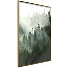Artgeist Poster Affisch Coniferous Forest [Poster] 40x60 A3-DRBPRP0308l_zr