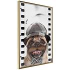 Artgeist Poster Affisch Pug In Hat [Poster] 40x60 A3-DRBPRP0557l_zr