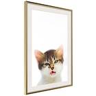 Artgeist Poster Affisch Vexed Cat [Poster] 30x45 A3-DRBPRP0416m_zr_pp