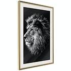 Artgeist Poster Affisch Blue-eyed Lion [Poster] 20x30 A3-DRBPRP0497s_zr_pp