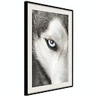 Artgeist Poster Affisch Dog's Look [Poster] 20x30 A3-DRBPRP0552s_cr_pp