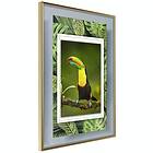 Artgeist Poster Affisch Toucan [Poster] 20x30 A3-DRBPRP0510s_zr