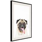Artgeist Poster Affisch Pug [Poster] 20x30 A3-DRBPRP0414s_cr_pp