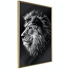 Artgeist Poster Affisch Blue-eyed Lion [Poster] 40x60 A3-DRBPRP0497l_zr