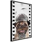 Artgeist Poster Affisch Pug In Hat [Poster] 40x60 A3-DRBPRP0557l_cr