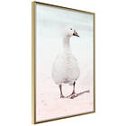 Artgeist Poster Affisch Winter Duck [Poster] 40x60 A3-DRBPRP1553l_zr