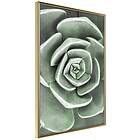 Artgeist Poster Affisch Beautiful Succulent [Poster] 30x45 A3-DRBPRP0663m_zr