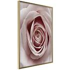 Artgeist Poster Affisch Pastel Rose [Poster] 30x45 A3-DRBPRP0681m_zr