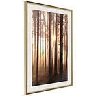 Artgeist Poster Affisch Forest Paths [Poster] 40x60 A3-DRBPRP1423l_zr_pp