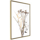 Artgeist Poster Affisch Camomile [Poster] 40x60 A3-DRBPRP0823l_zr