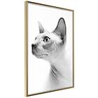 Artgeist Poster Affisch Hairless Cat [Poster] 20x30 A3-DRBPRP0524s_zr
