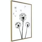 Artgeist Poster Affisch Flying Dandelions [Poster] 30x45 A3-DRBPRP0429m_zr