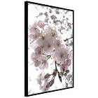 Artgeist Poster Affisch Cherry Blossoms [Poster] 30x45 A3-DRBPRP1692m_cr