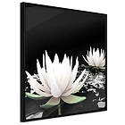 Artgeist Poster Affisch Lotus Flowers [Poster] 30x30 A3-DRBPRP0033l_cr