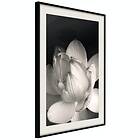 Artgeist Poster Affisch White Subtlety [Poster] 30x45 A3-DRBPRP0755m_cr_pp