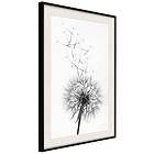 Artgeist Poster Affisch Dandelion [Poster] 20x30 A3-DRBPRP0665s_cr_pp