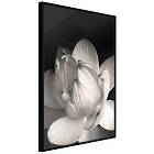 Artgeist Poster Affisch White Subtlety [Poster] 40x60 A3-DRBPRP0755l_cr