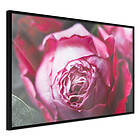 Artgeist Poster Affisch Rose Geometry [Poster] 45x30 A3-DRBPRP0111m_cr