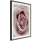 Artgeist Poster Affisch Pastel Rose [Poster] 40x60 A3-DRBPRP0681l_cr_pp