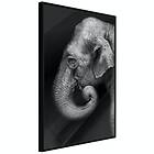 Artgeist Poster Affisch Portrait of Elephant [Poster] 40x60 A3-DRBPRP0508l_cr