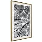 Artgeist Poster Affisch High Trees [Poster] 20x30 A3-DRBPRP1325s_zr_pp